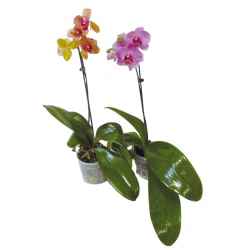 orchidea a 1 stelo