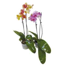 Orchidee 2-stielig