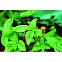 Gewürzpflanzen im Topf Ø25cm