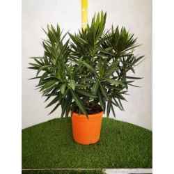 Nerium Oleander im Topf 22cm