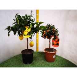Fai Zitruspflanzen Mix T.18...