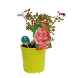 Fai Rose Premium Mix Vp.19