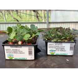 Salatpflanzen in Schale