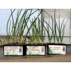 Gemüsepflanzen in Schale