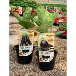 Gemüsepflanzen im Topf Ø10cm