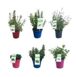 piantine aromatiche in vaso...