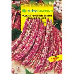 Tg Fag.Bor.Lingua Di F....